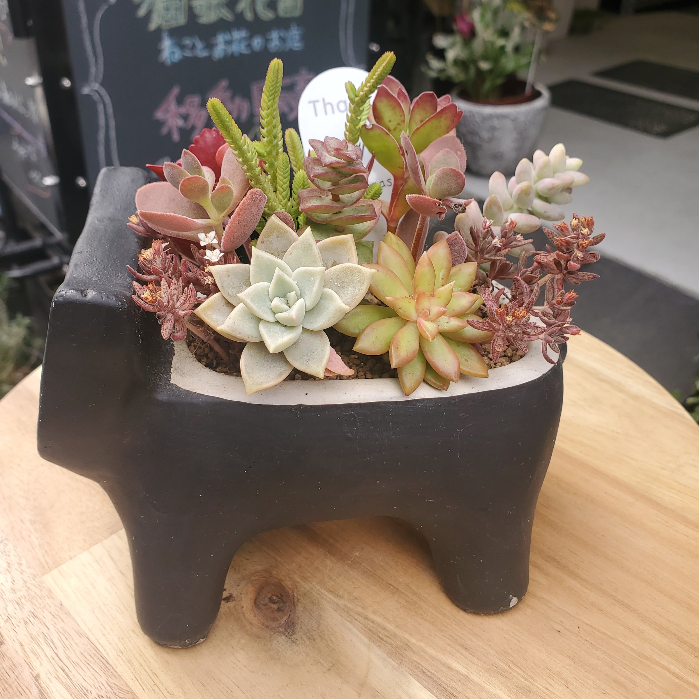 多肉植物 猫 | 猫花