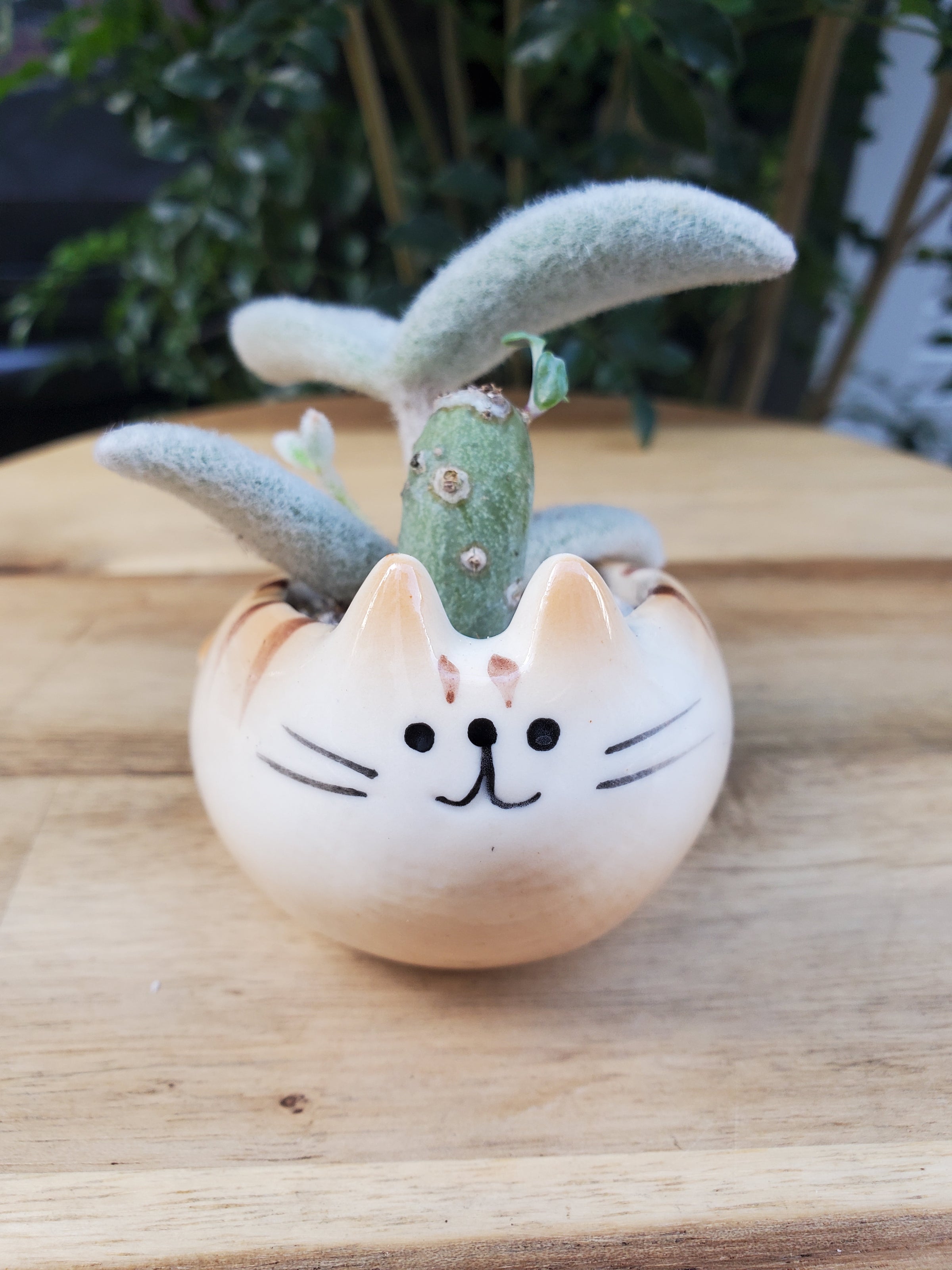 ★多肉植物　寄せ植え〜ねこちゃんの手作り水栓プランター〜★ 多肉植物 猫 | 猫花