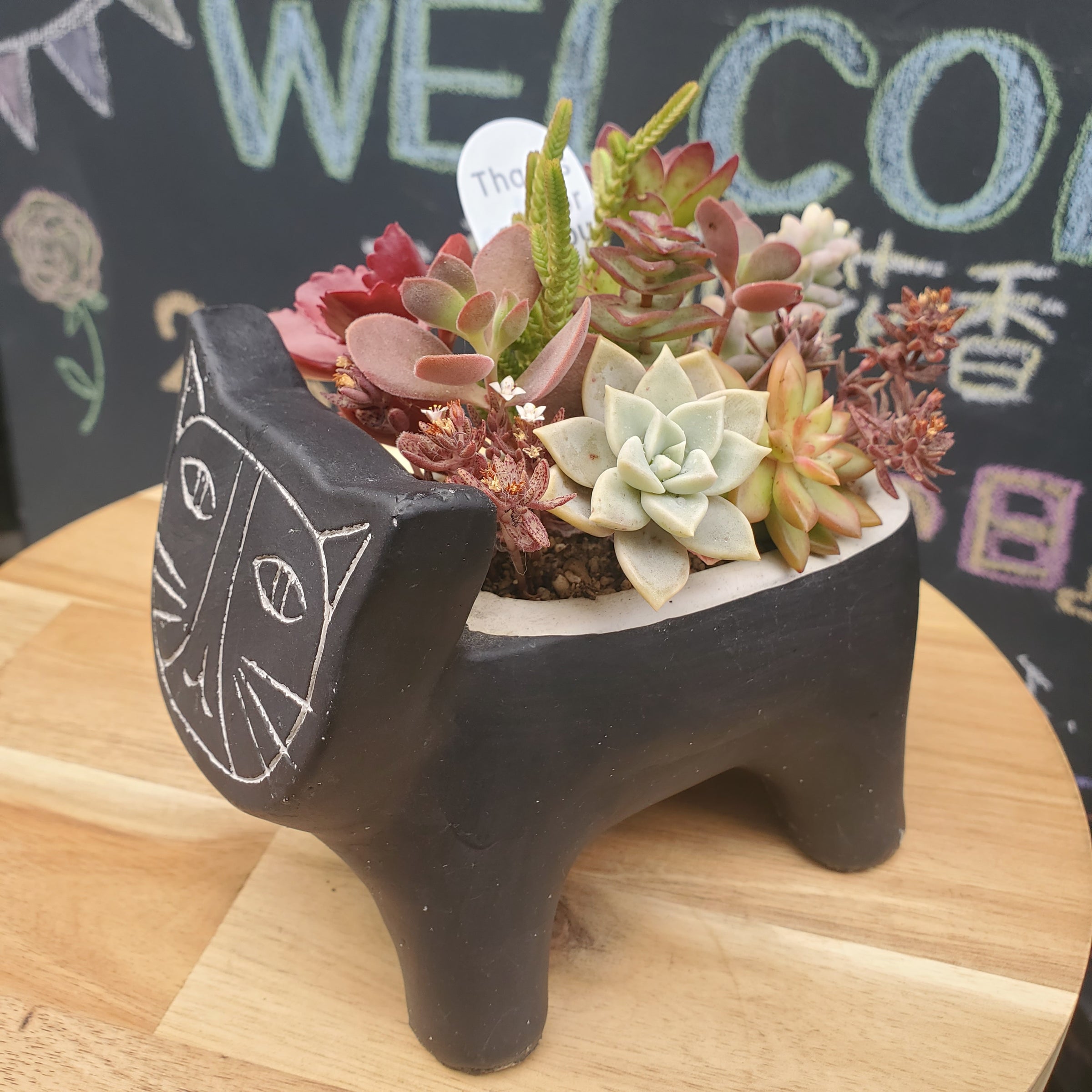 多肉植物 猫 | 猫花