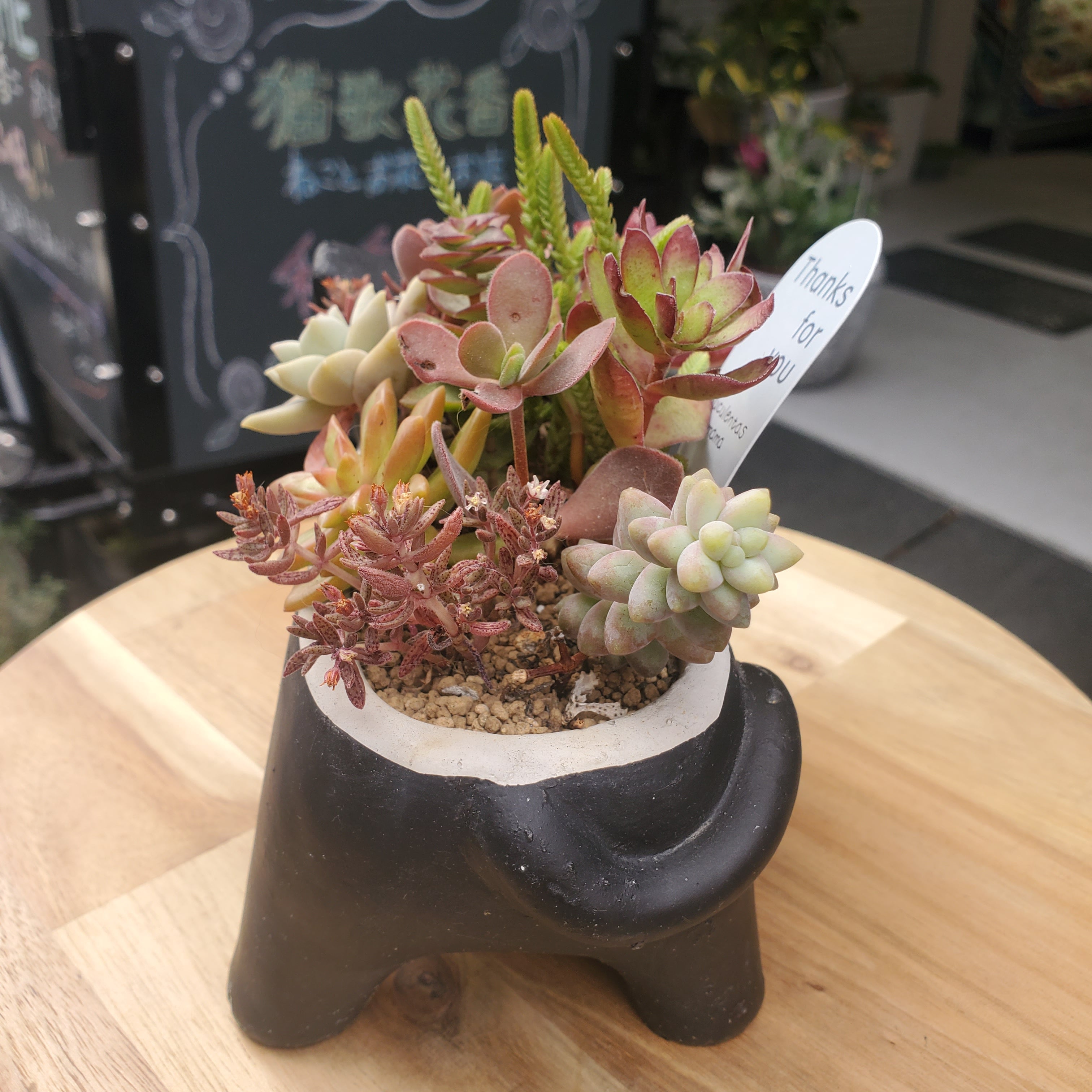 ★多肉植物　寄せ植え〜ねこちゃんの手作り水栓プランター〜★ 多肉植物 猫 | 猫花