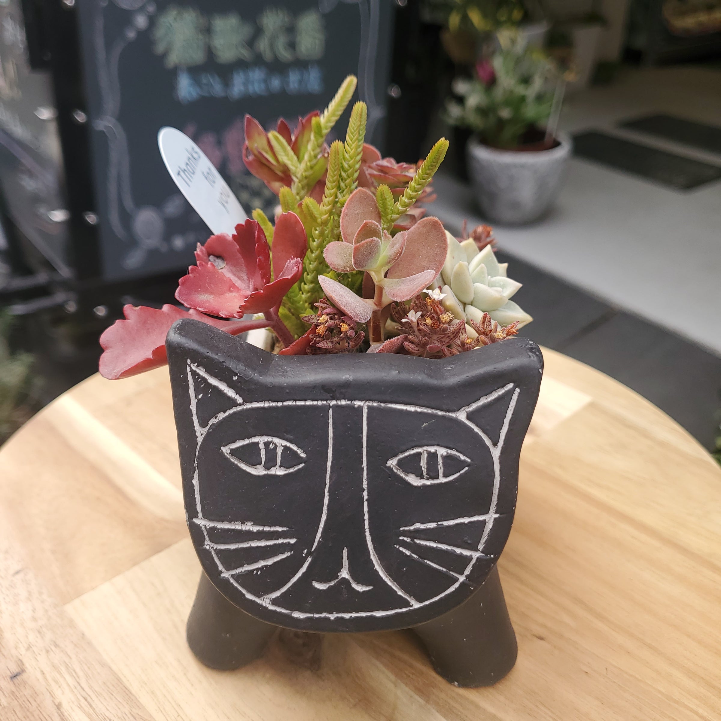 多肉植物 猫 | 猫花