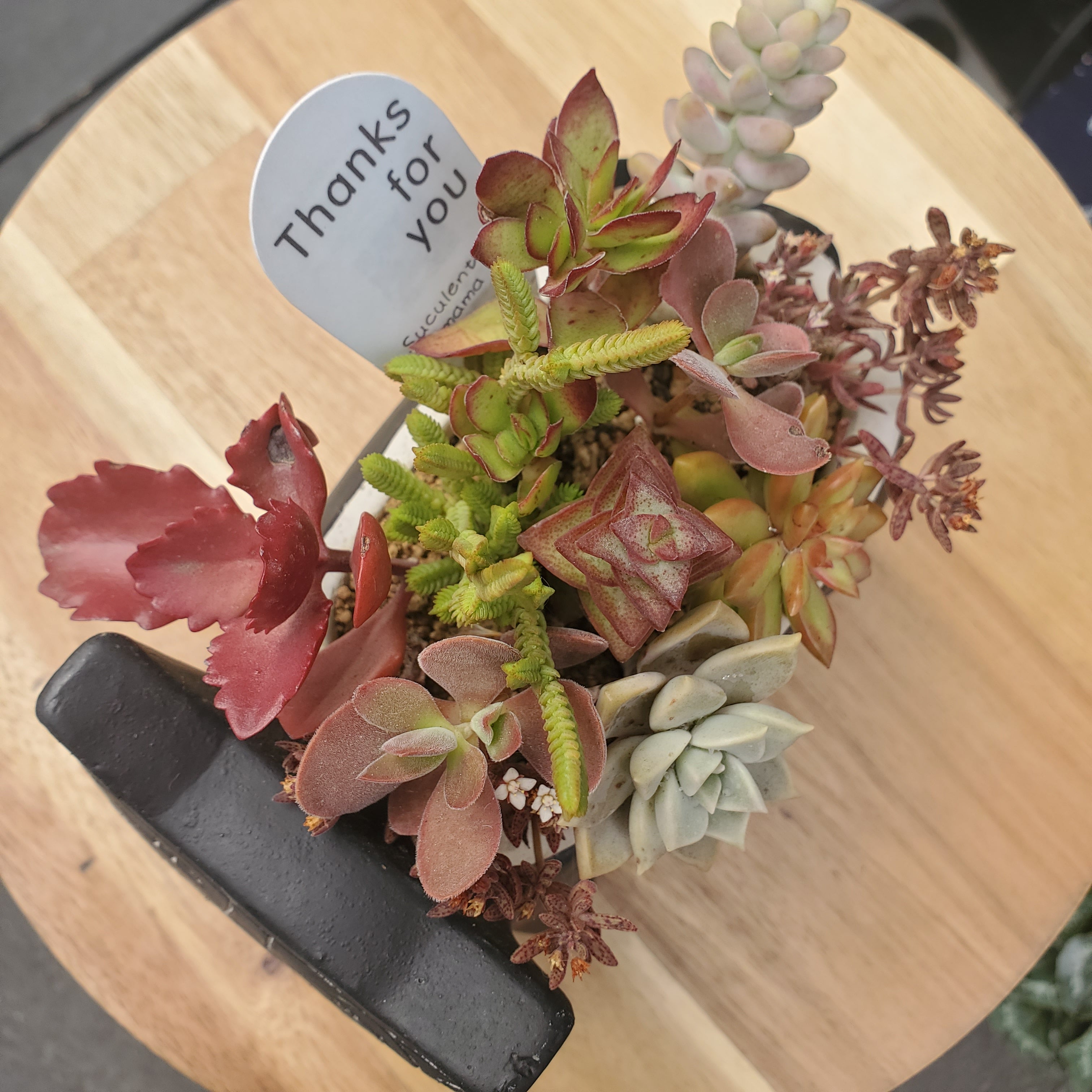 多肉植物 猫 | 猫花