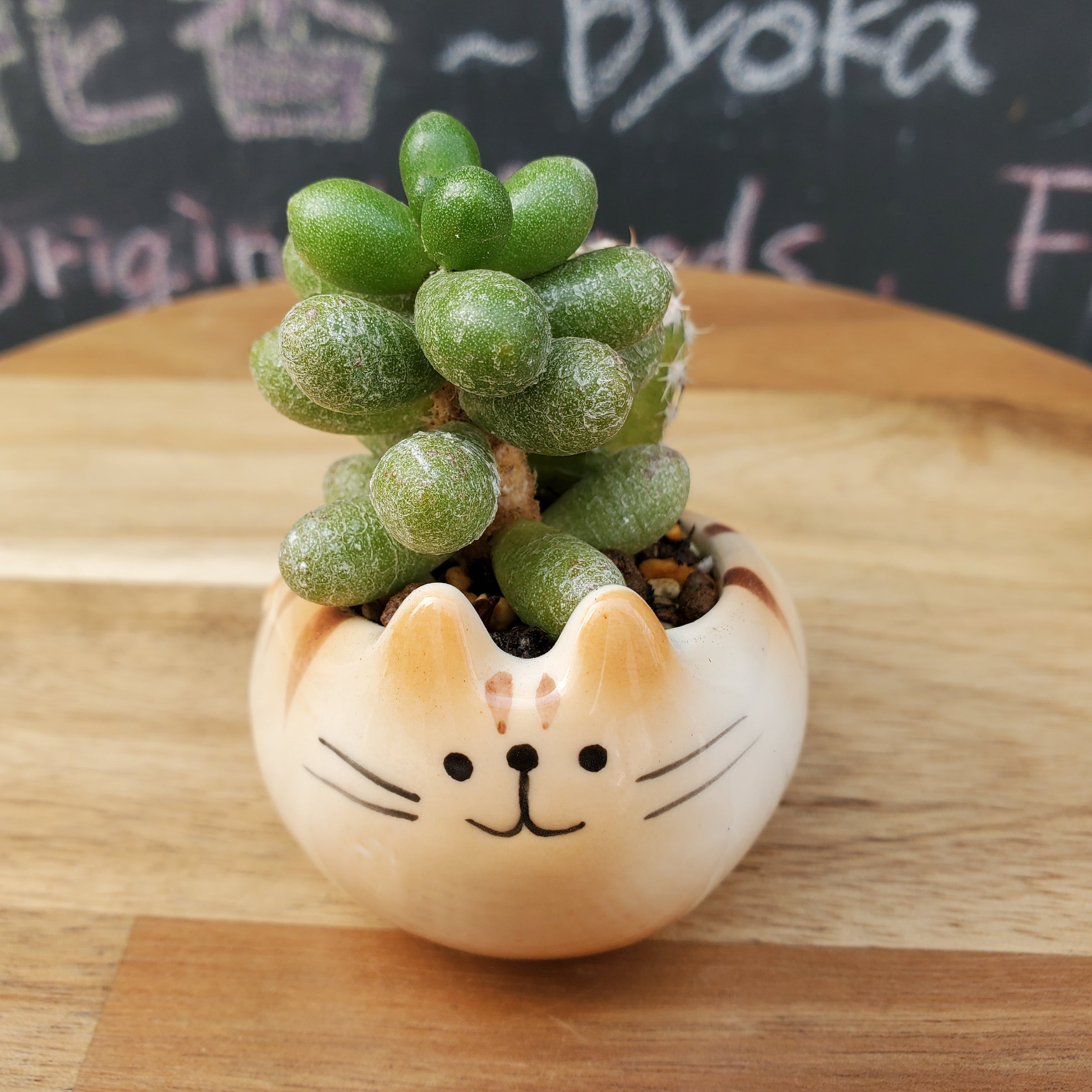 多肉植物 猫 | 猫花