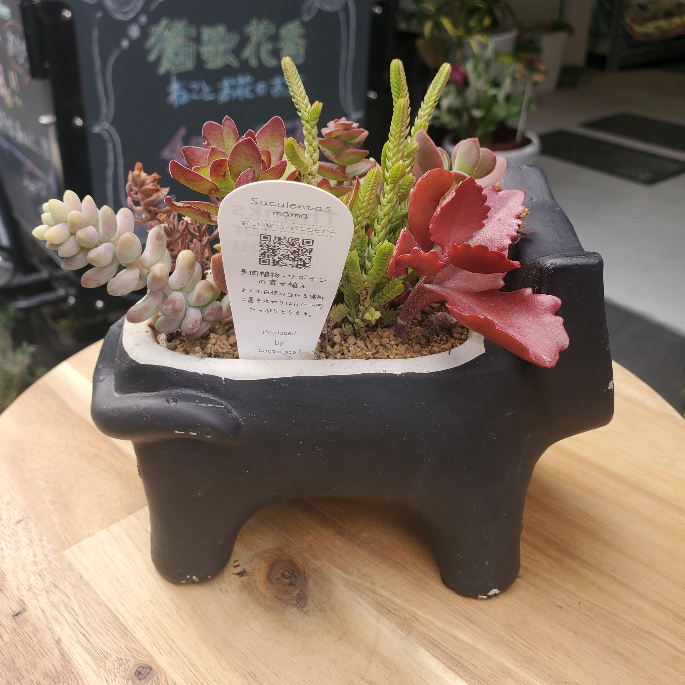 多肉植物 猫 | 猫花